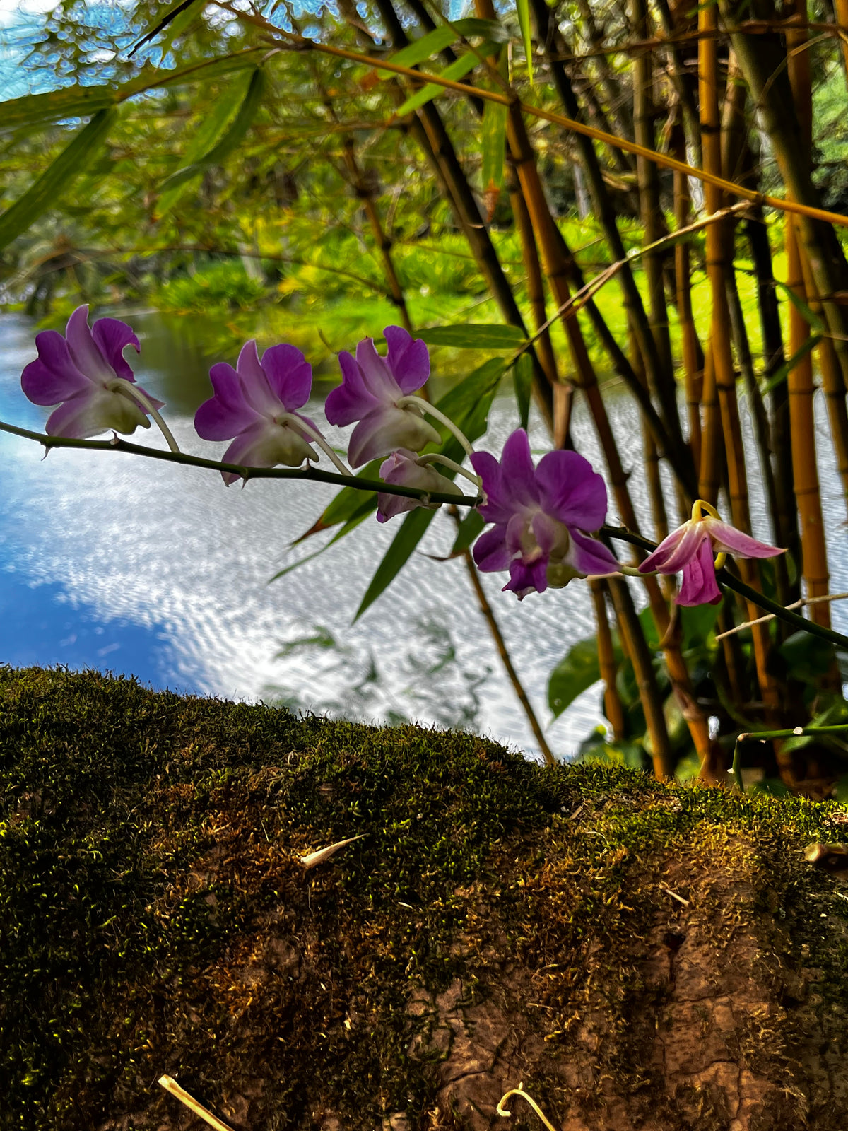 Dendrobium Orchids in the Wild – 3-Photo Digital Download Set