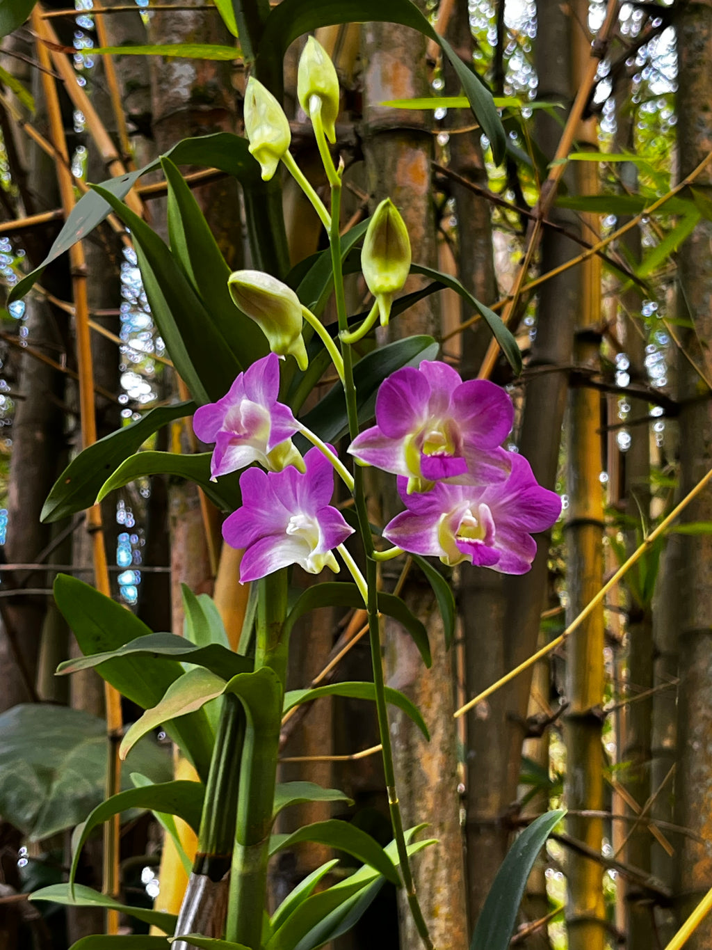 Dendrobium Orchids in the Wild – 3-Photo Digital Download Set