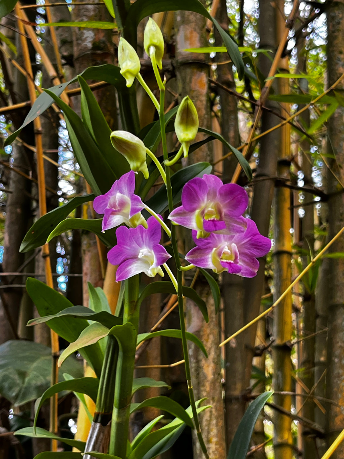 Dendrobium Orchids in the Wild – 3-Photo Digital Download Set