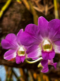 Dendrobium Orchids in the Wild – 3-Photo Digital Download Set