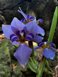 Walking Iris in Sunlight – Digital Download