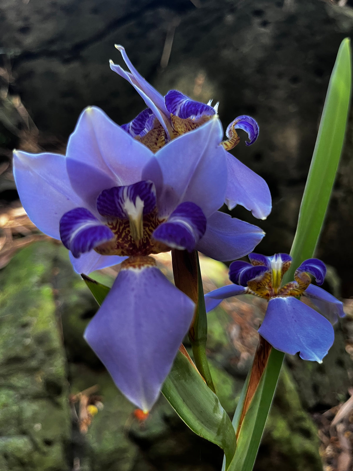 Walking Iris in Sunlight – Digital Download
