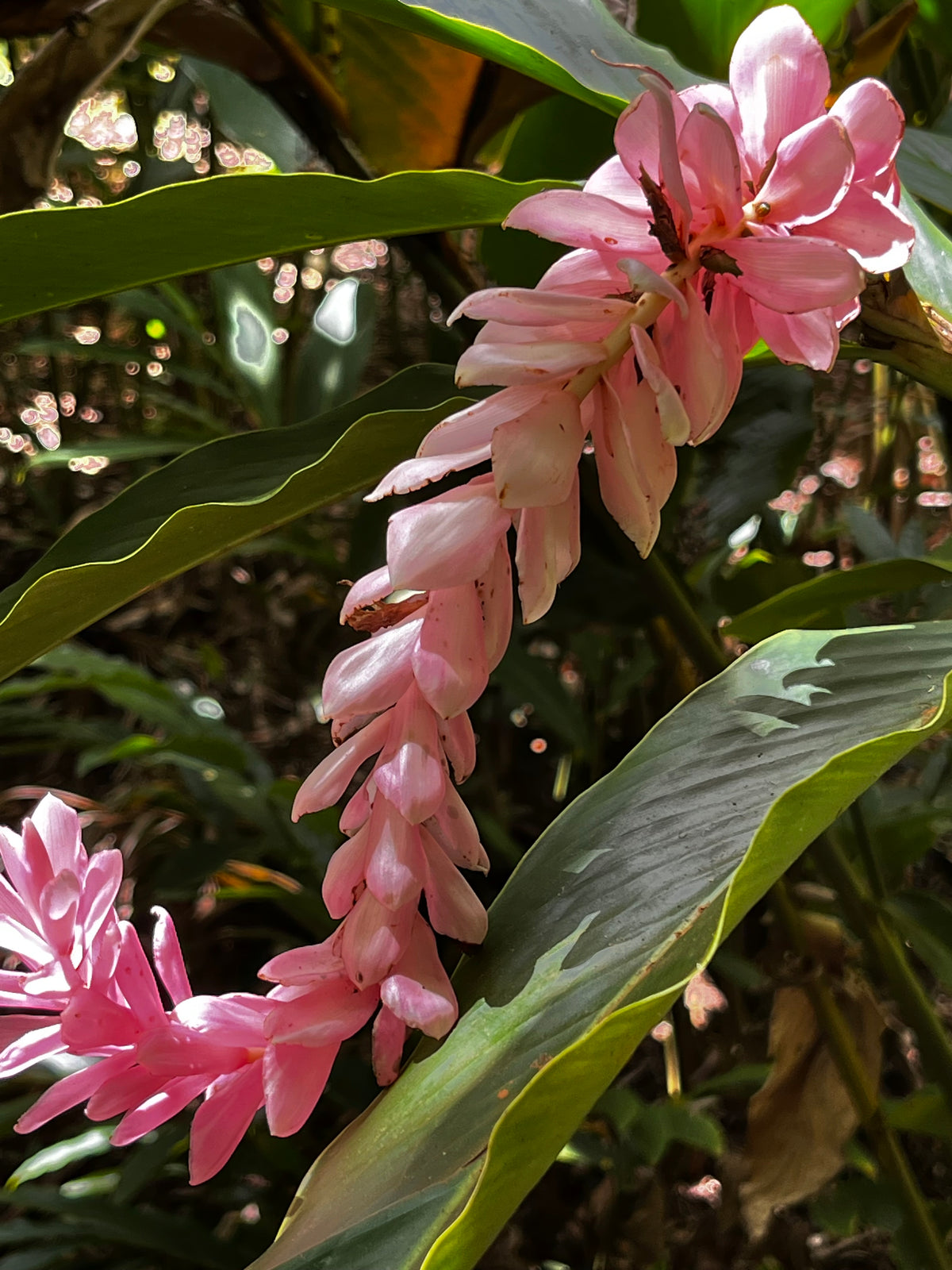 Pink Ginger Tropical Cascade – Digital Download