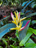 Heliconia Tropical Bloom – Digital Download