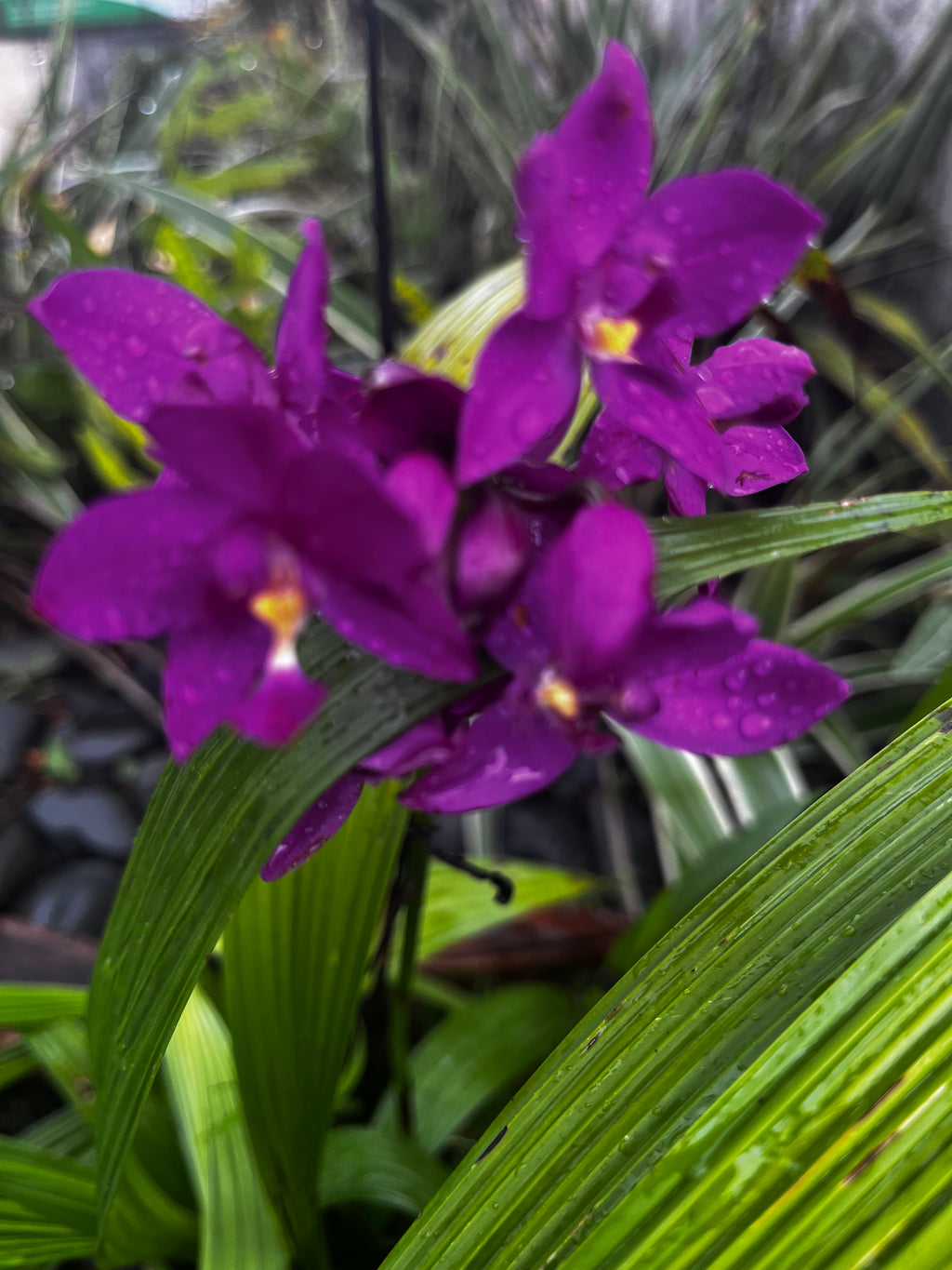 Purple Orchids in the Rain – Digital Download