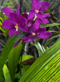 Purple Orchids in the Rain – Digital Download