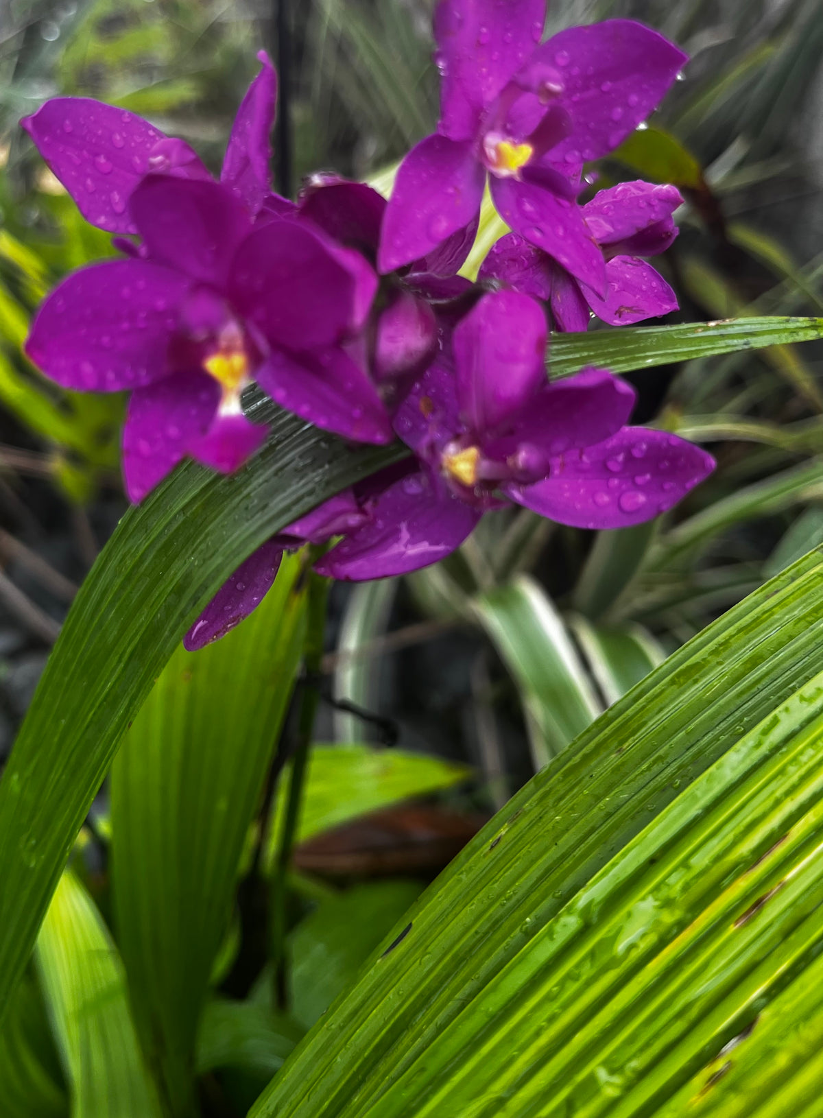 Purple Orchids in the Rain – Digital Download