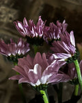 Purple Daisy Blooms in Moody Light – Digital Download