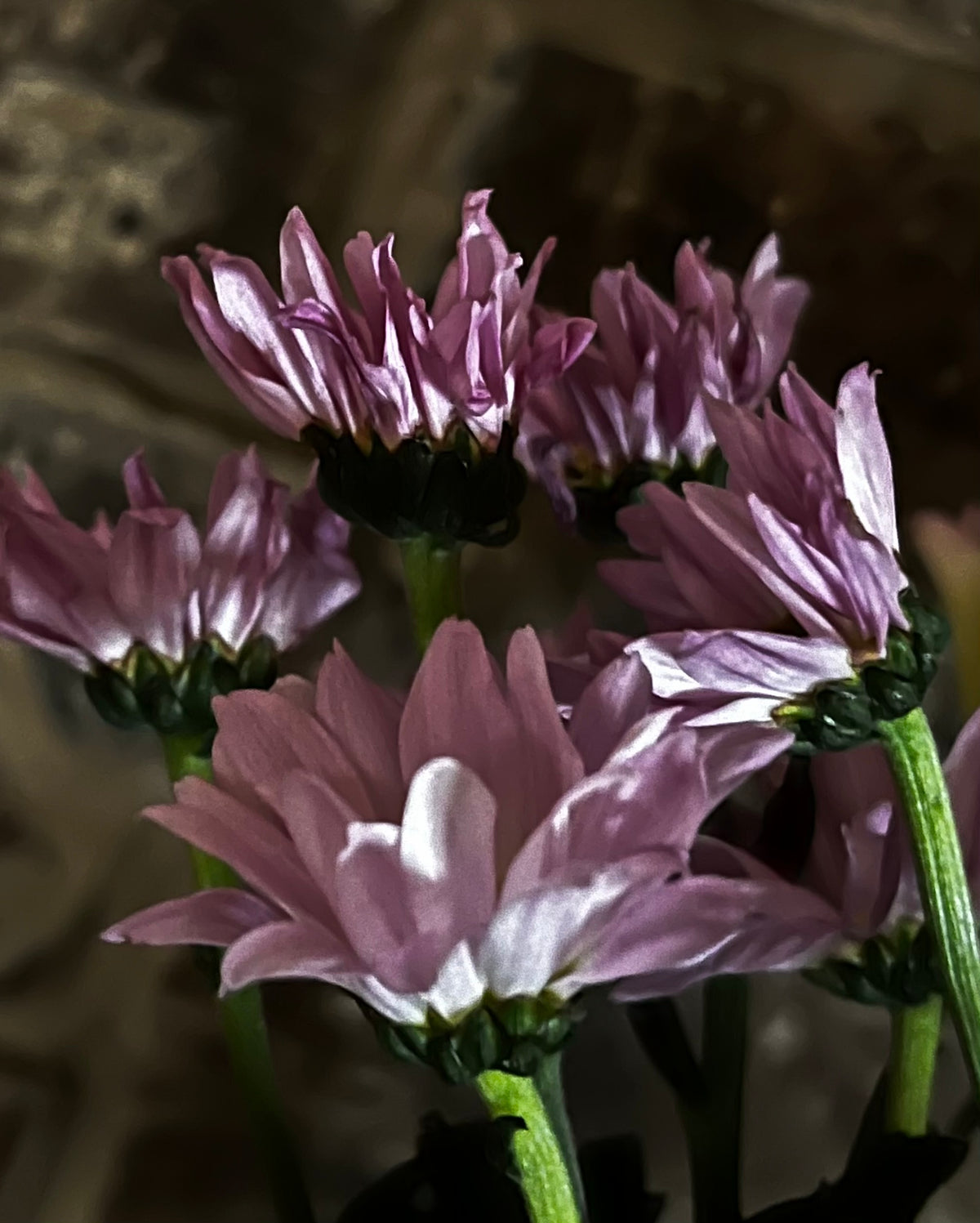 Purple Daisy Blooms in Moody Light – Digital Download