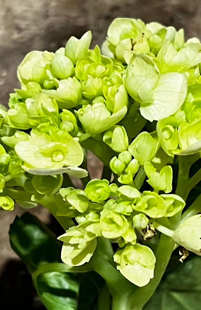 Green Kalanchoe Blooms Close-Up – Digital Download