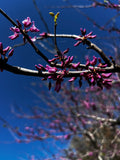 Eastern Redbud Blossoms Against Blue Sky – Digital Download