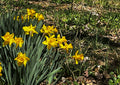 Daffodils in Spring Sunshine – Digital Download