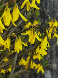 Forsythia Spring Blooms – Digital Download