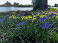 Blue Wildflowers by the Water – Digital Download