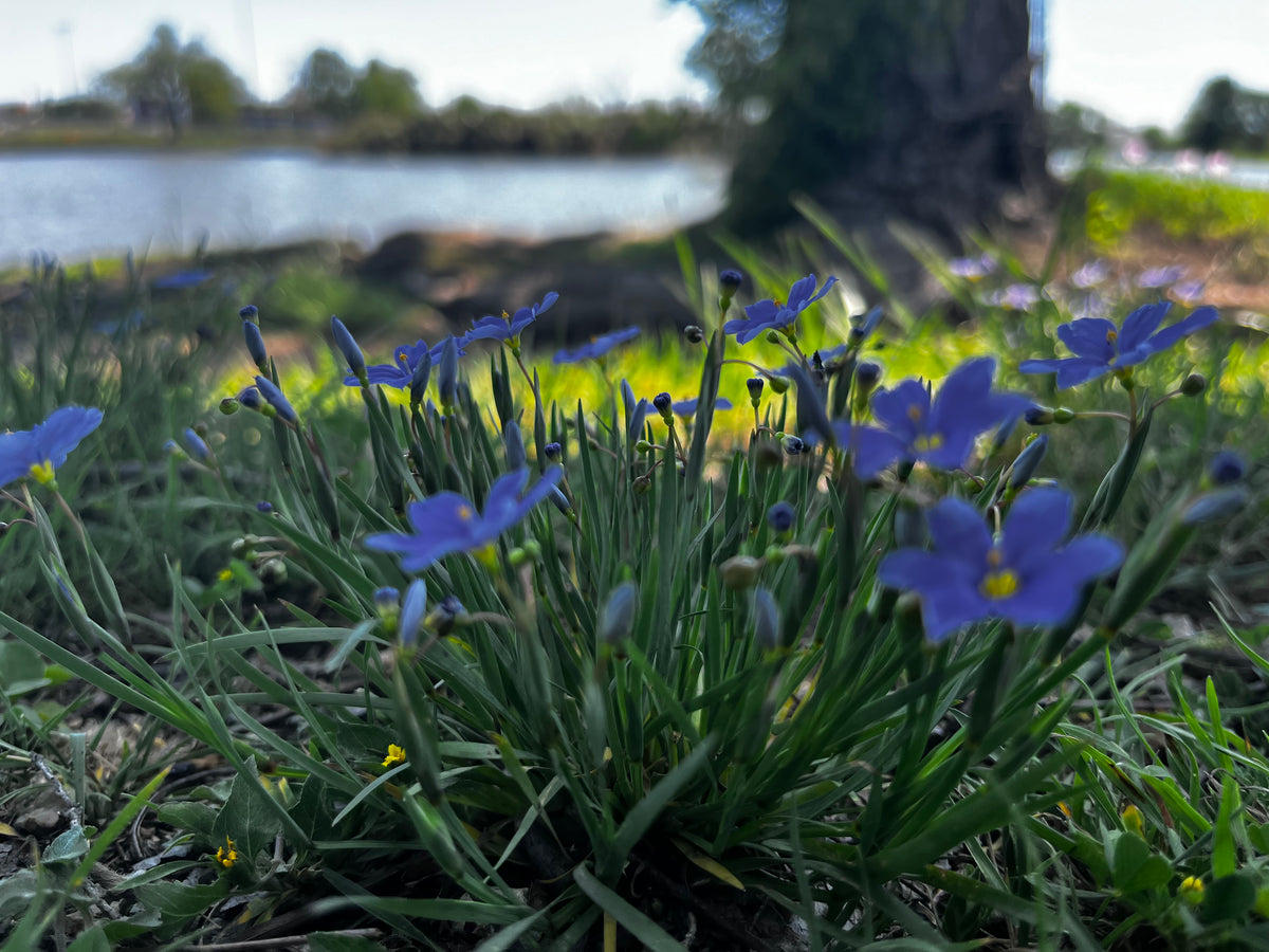 Blue Wildflowers by the Water – Digital Download