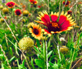Indian Blanket wildflowers in vibrant red, orange, and yellow