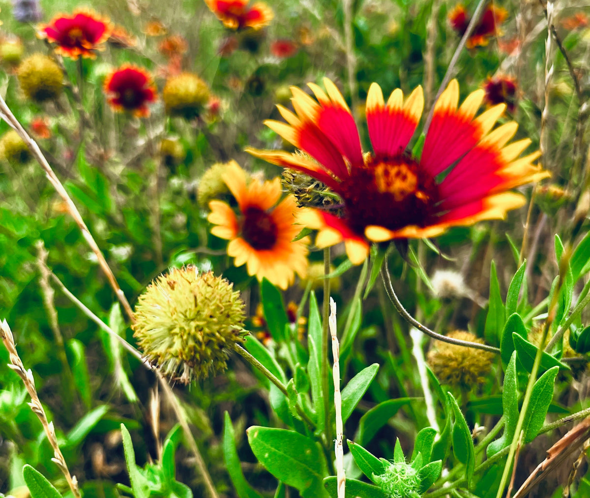 Indian Blanket wildflowers in vibrant red, orange, and yellow