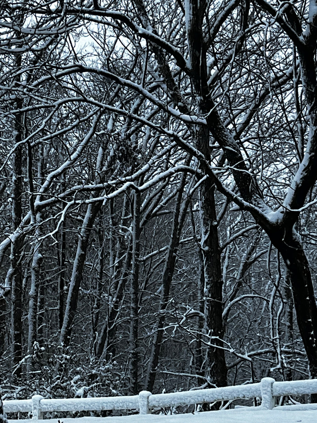 Winter Tire Swing & Snow-Covered Forest – Digital Download