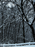 Winter Tire Swing & Snow-Covered Forest – Digital Download