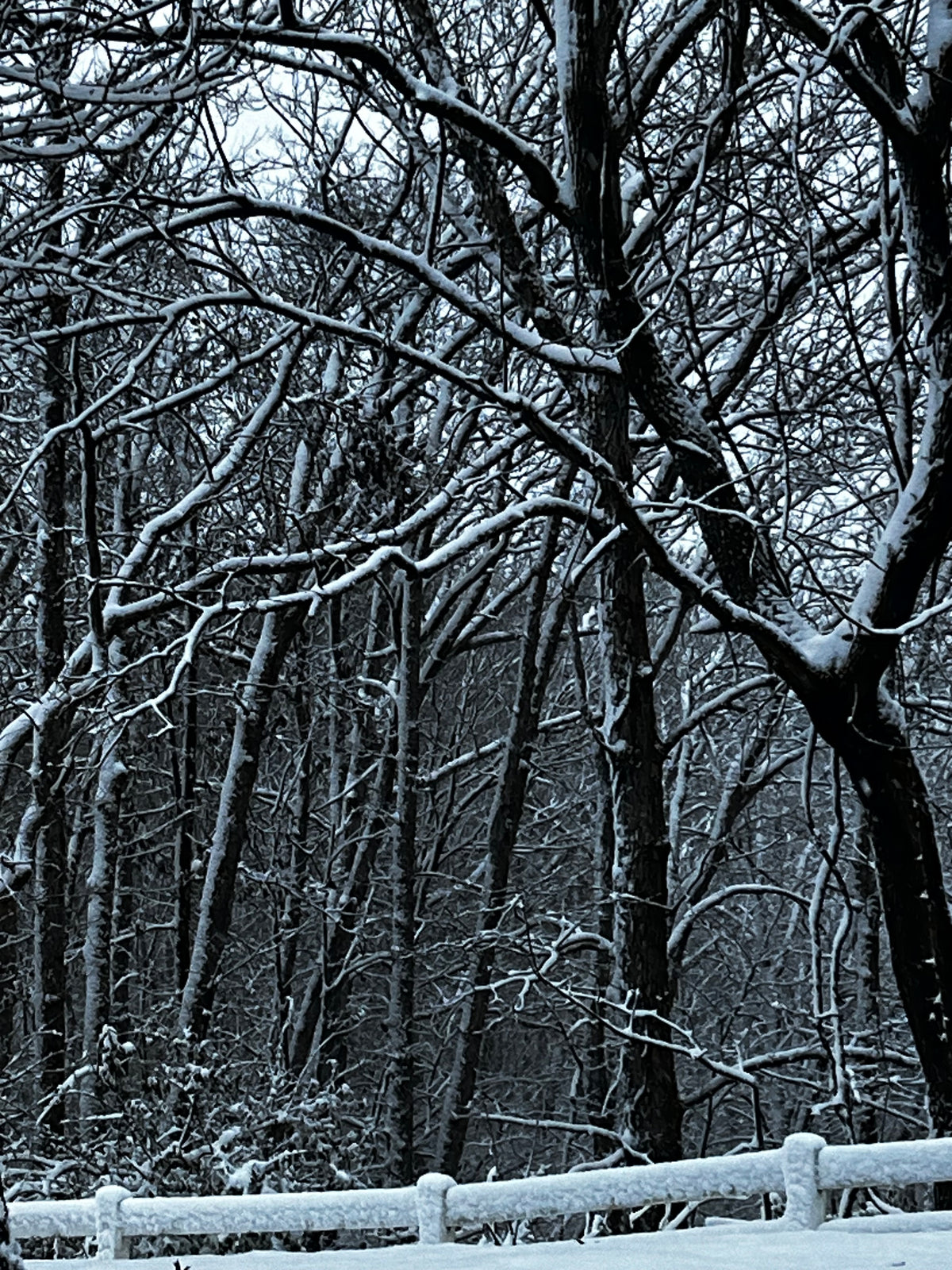 Winter Tire Swing & Snow-Covered Forest – Digital Download
