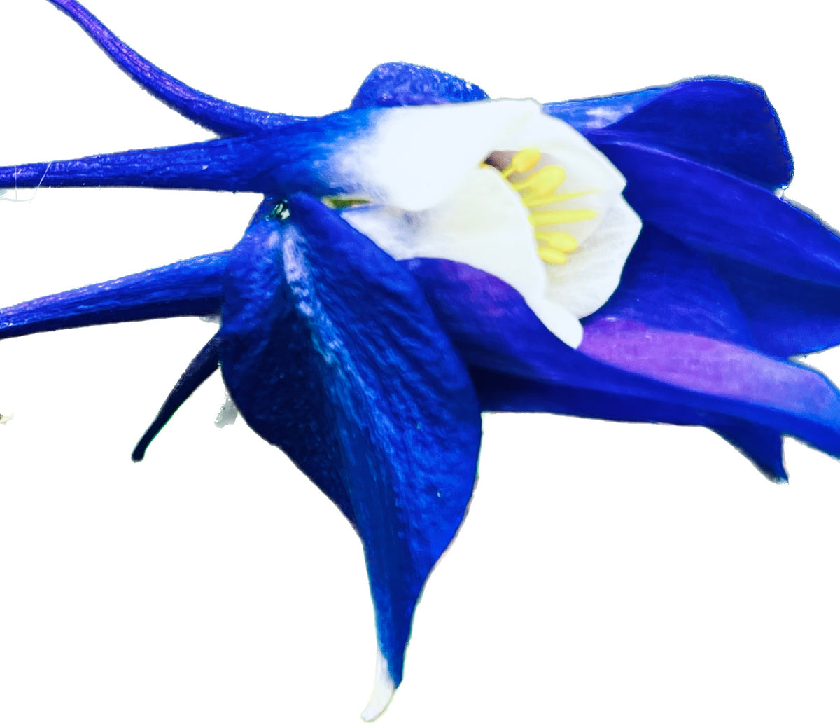Blue Columbine Flower – Digital Download