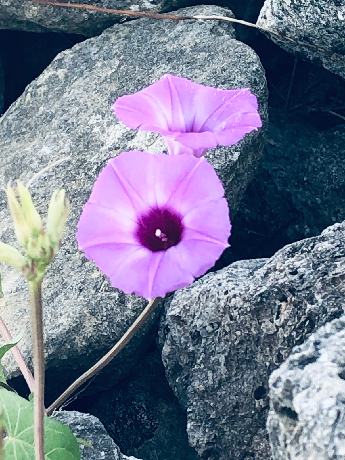 Purple Morning Glory Among Rocky Stones – Digital Download