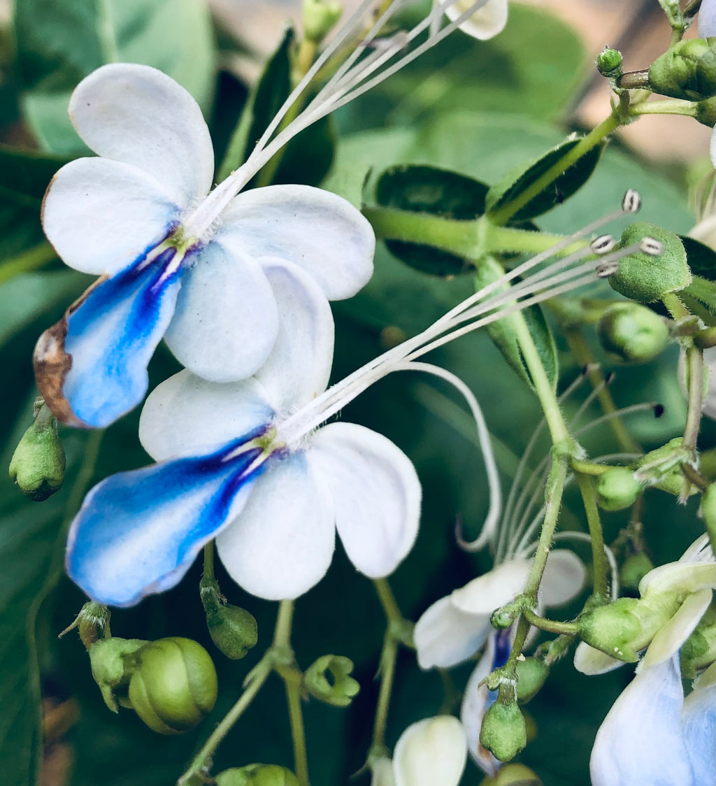 Clerodendrum Blue-White Butterfly Flower – Digital Download
