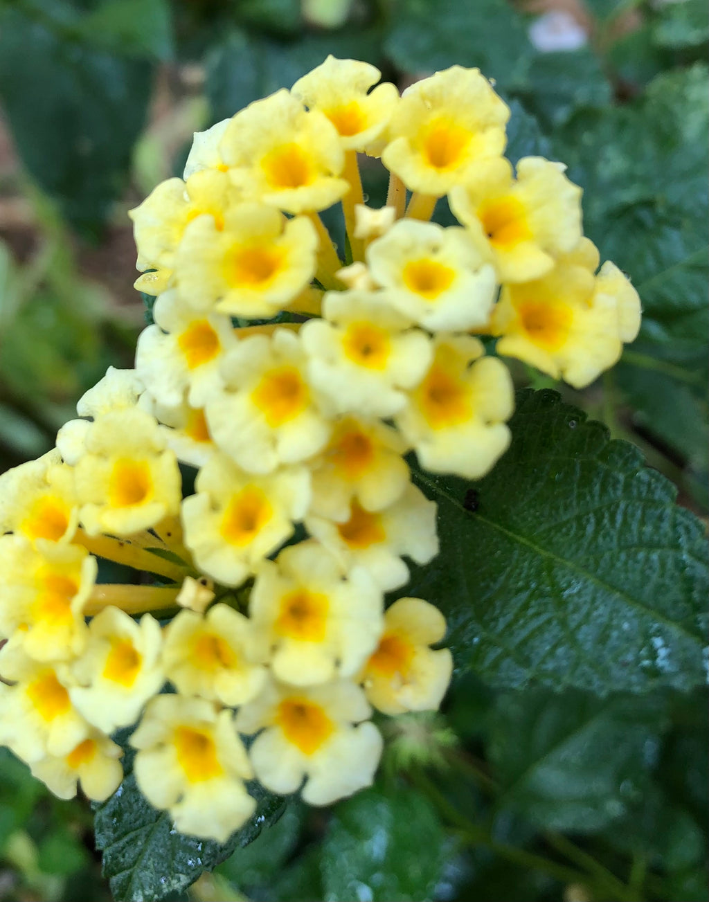 Yellow Lantana Flower Cluster – Digital Download