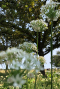 Wild Onion Flowers Under Oak Trees – Digital Download
