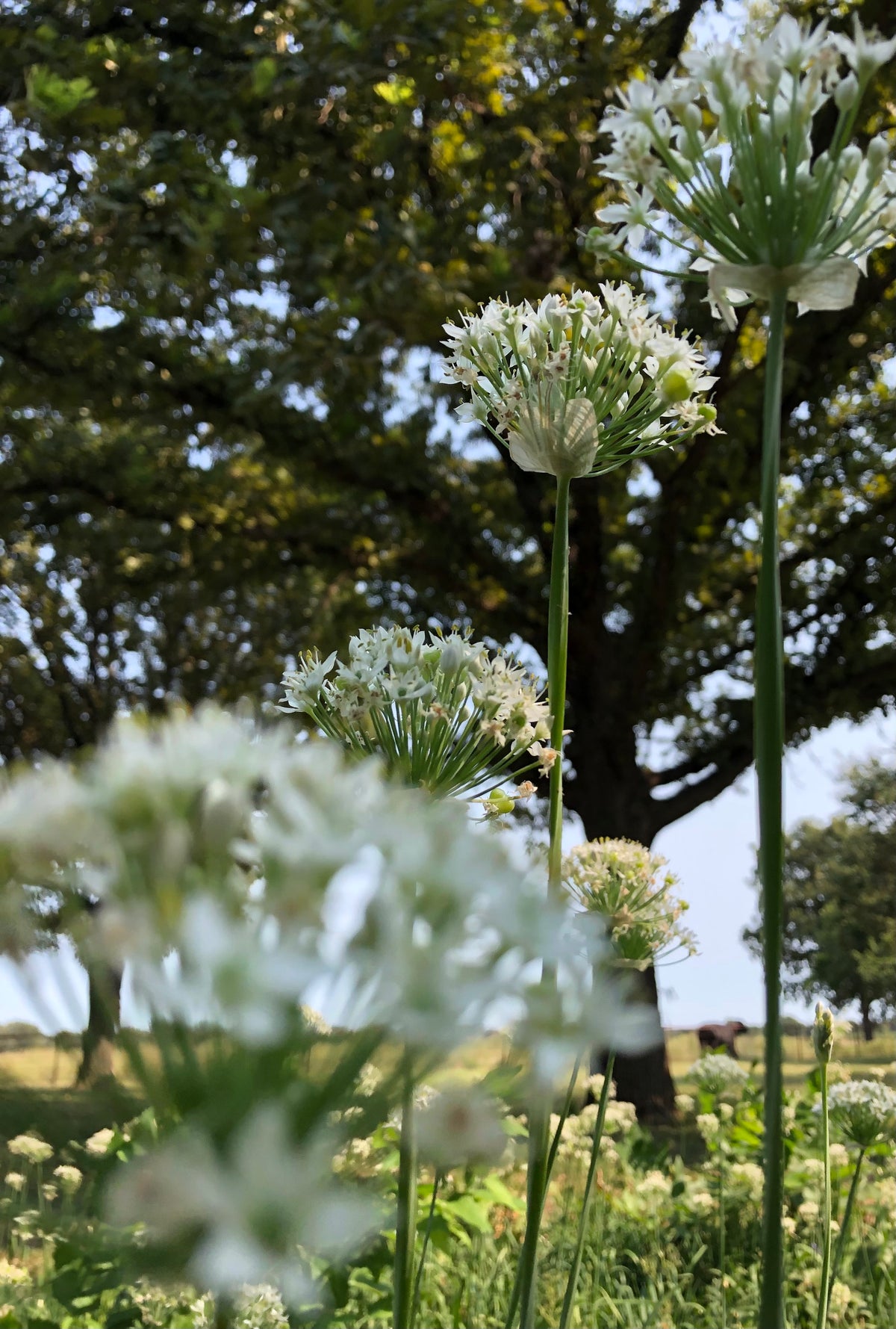 Wild Onion Flowers Under Oak Trees – Digital Download