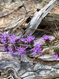 Liatris Blazing Star Wildflower – Digital Download