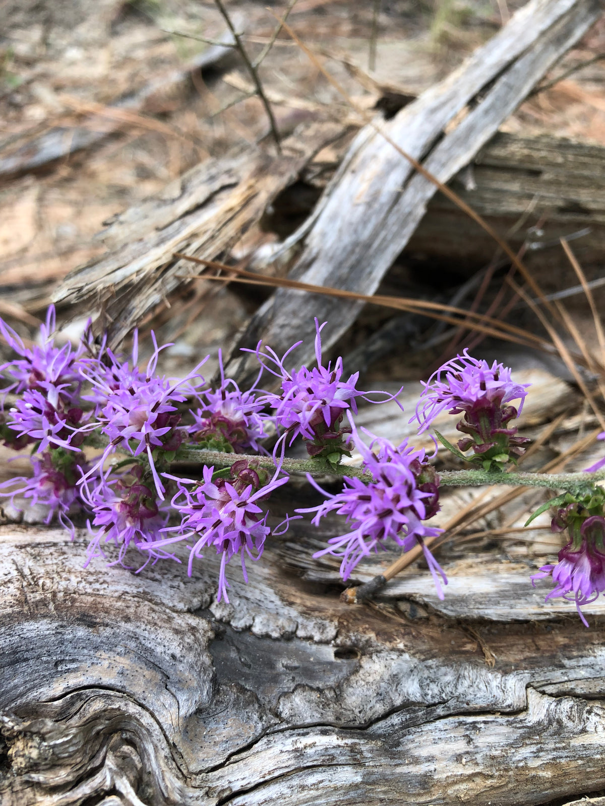 Liatris Blazing Star Wildflower – Digital Download