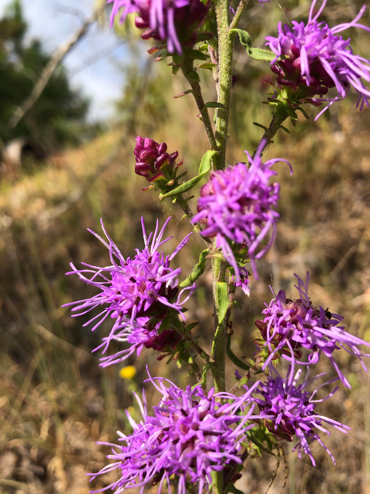 Liatris Blazing Star Wildflower – Digital Download