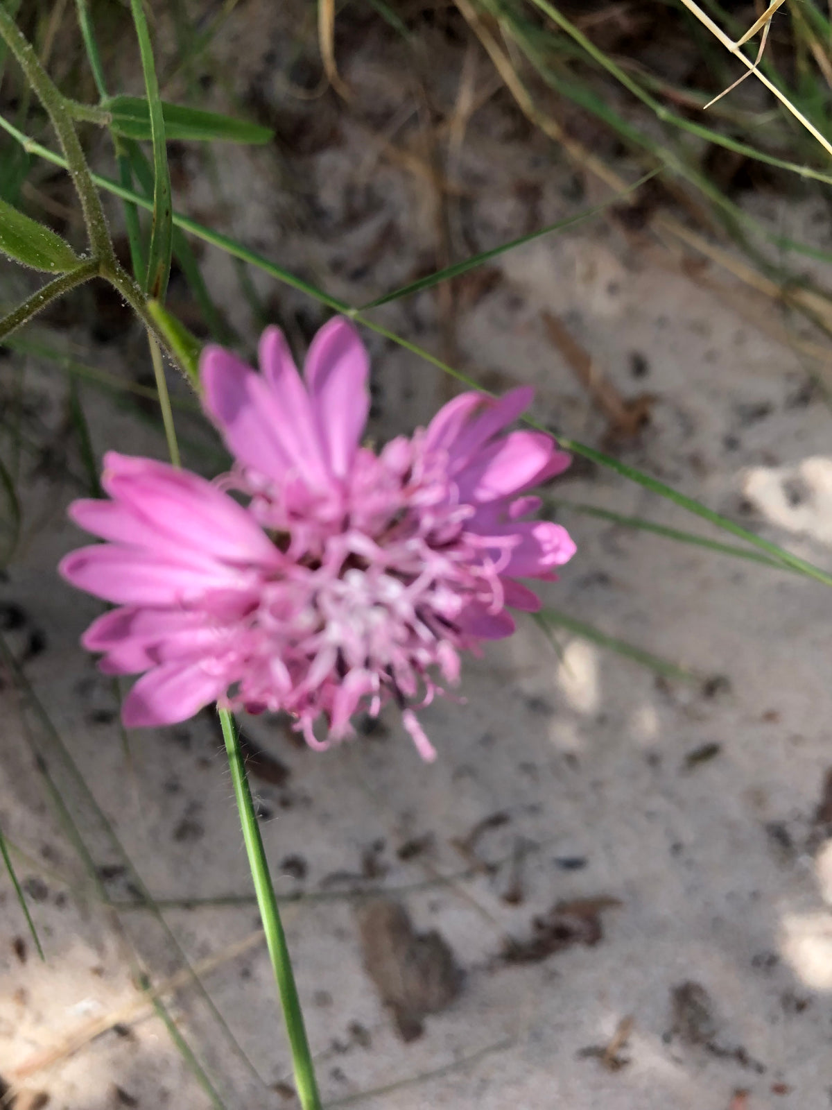 Pink Pincushion Flower Wildflower – Digital Download