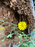Yellow Wildflowers Against Tree Stump – Digital Download