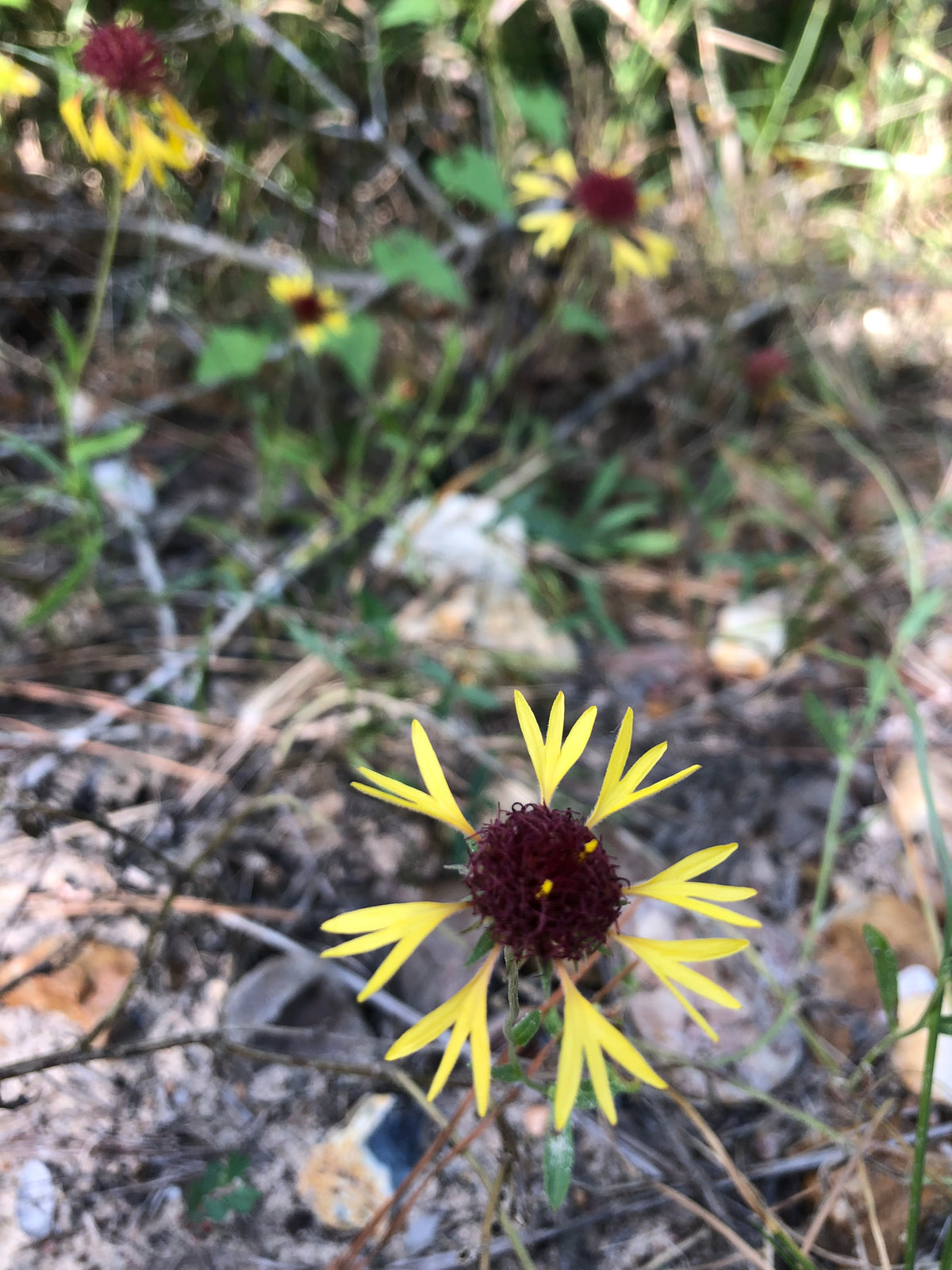 Brown-Eyed Susan Wildflower – Digital Download