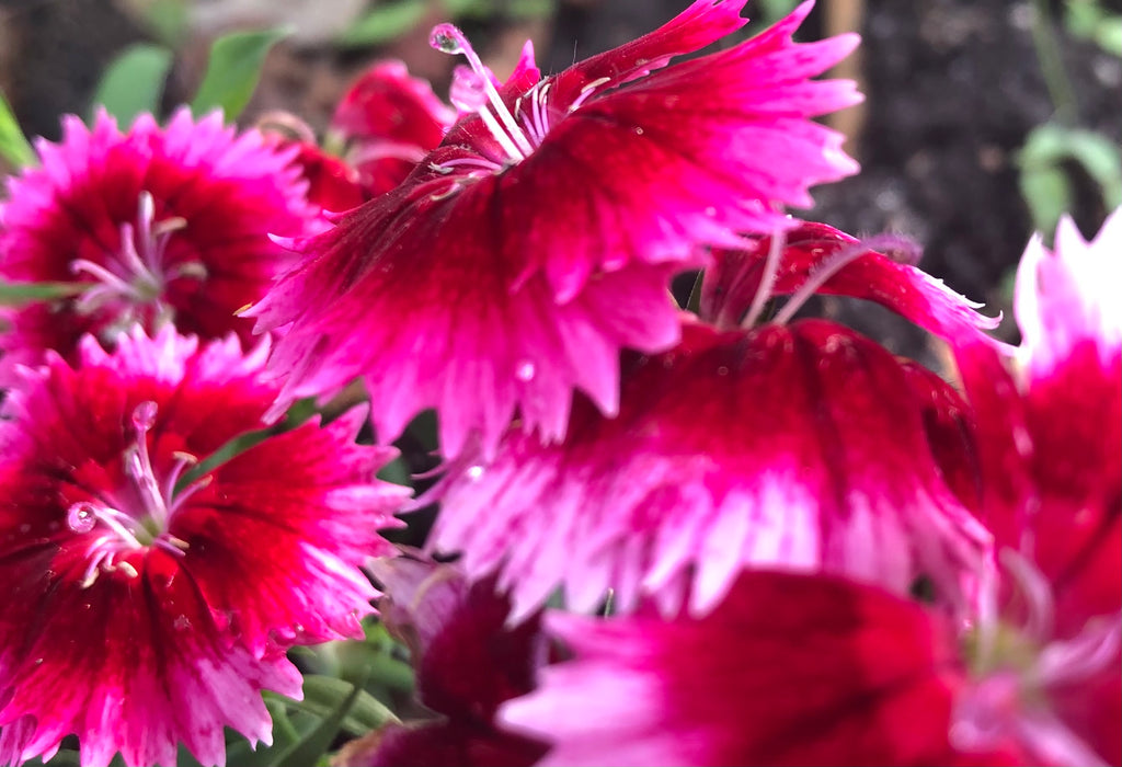 Vibrant Dianthus Flowers – Digital Download