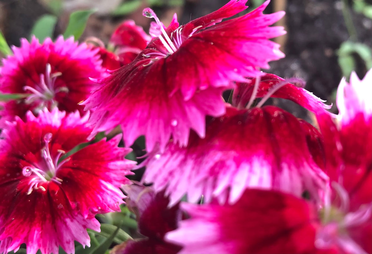 Vibrant Dianthus Flowers – Digital Download