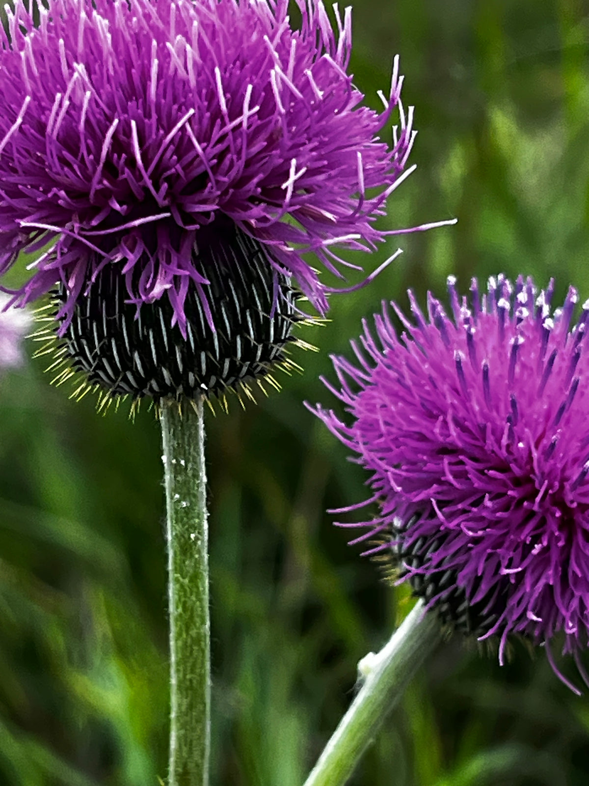 Texas Summer Purple Bloom