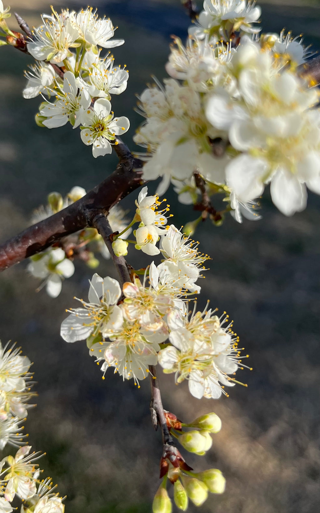 Spring Plum Blossoms in Bloom – Digital Download