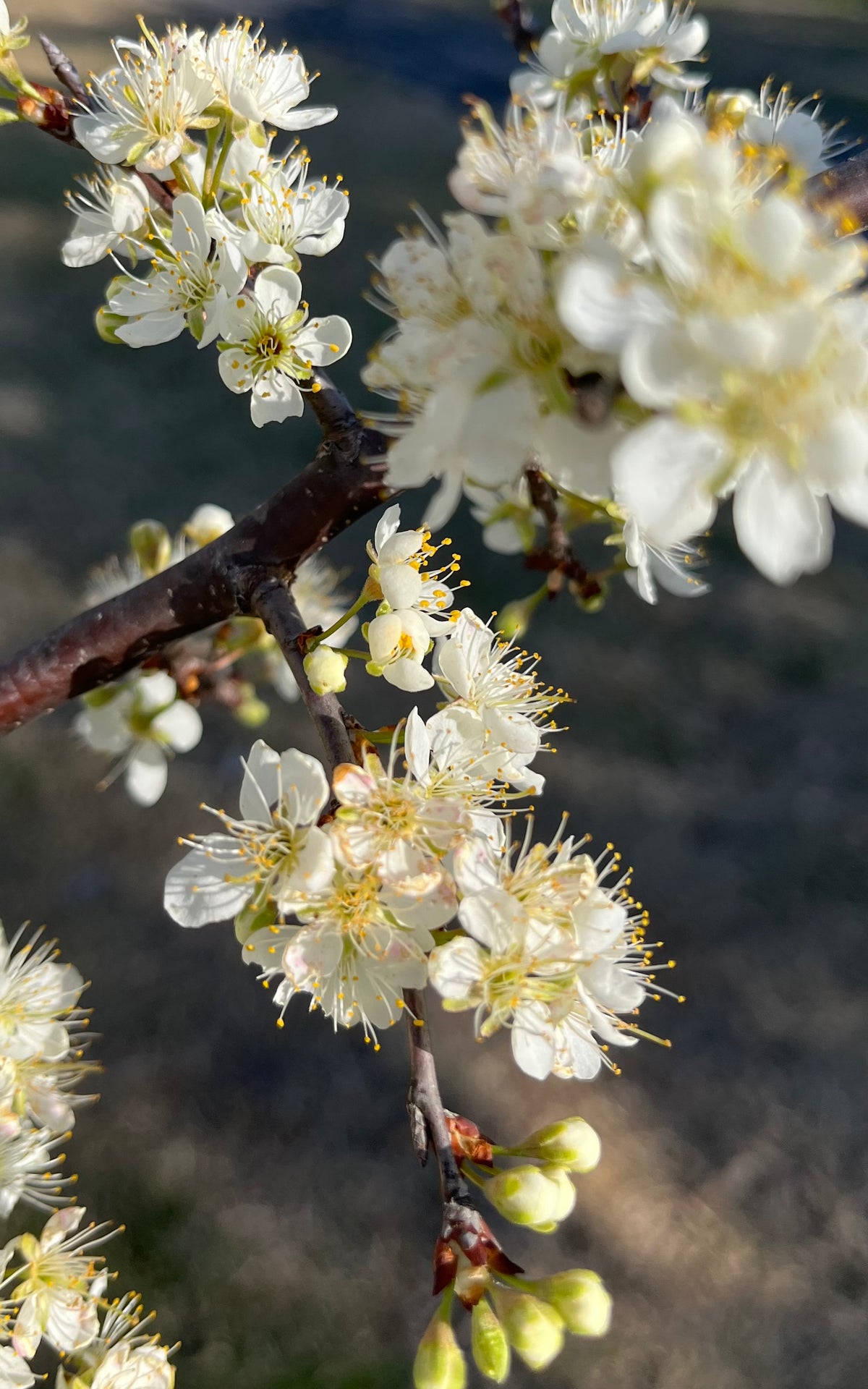 Spring Plum Blossoms in Bloom – Digital Download
