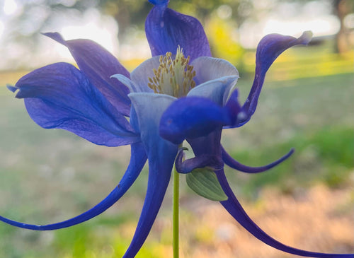 Blue Columbine Flower – Digital Download