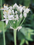 Garlic Chive Flower Close-Up – Digital Download