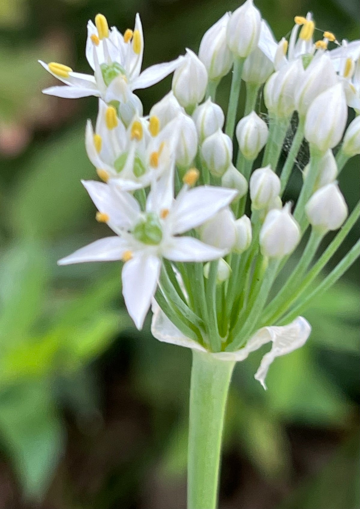 Garlic Chive Flower Close-Up – Digital Download