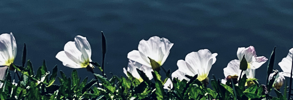White Wildflowers by the Water – Digital Download