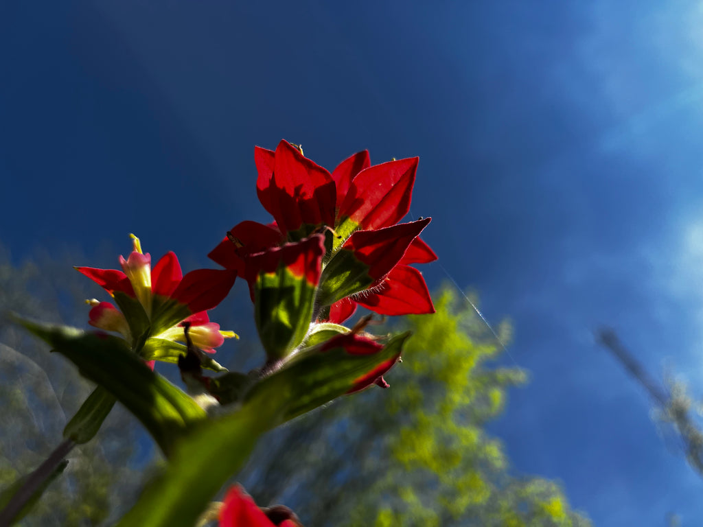 Red Wildflowers Against Blue Sky – Digital Download