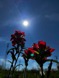 Red Wildflowers Against Blue Sky – Digital Download