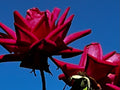 Rose Against the Sky – Digital Download