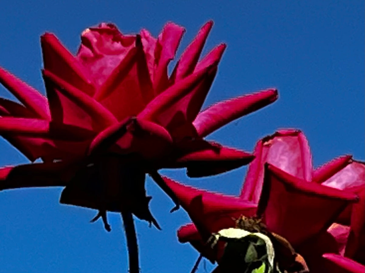 Rose Against the Sky – Digital Download