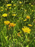 Yellow Wildflowers in Bloom – Digital Download